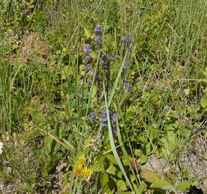 Campanula macrostachya_TML_6510_086 Horné Jabloňovce